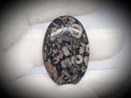 Crinoid fossil 36.25 ct 36x24 mm