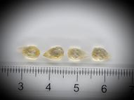 Citrine set 3.70 ct 8х4.5 mm