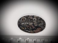 Crinoid fossil 36.25 ct 36x24 mm